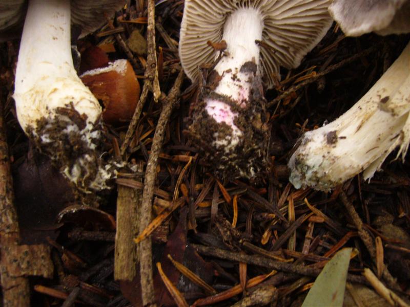 Dubbio Tricholoma